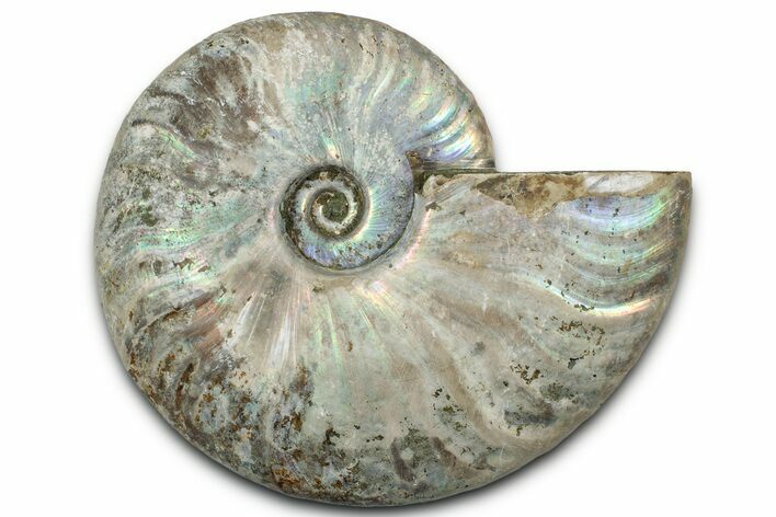 Silver Iridescent Ammonite (Cleoniceras) Fossil - Madagascar #328373